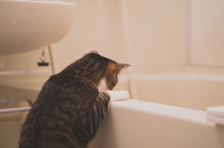 neko