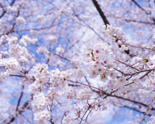 sakura190RED20404A_TP_V
