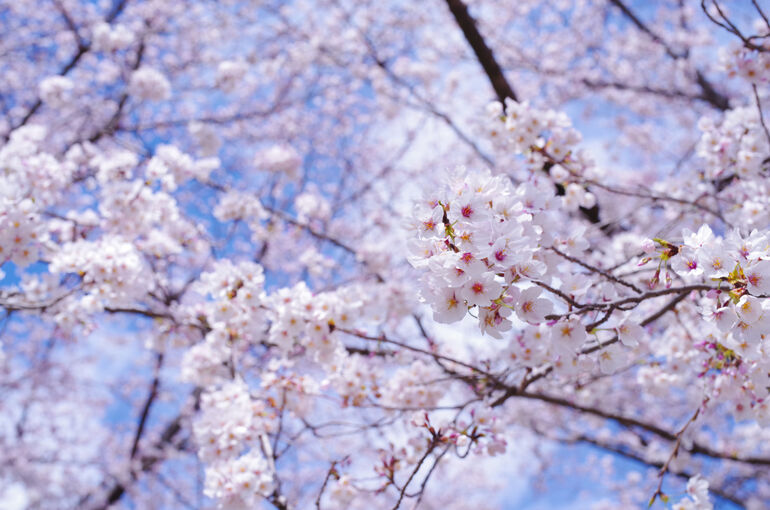 sakura190RED20404A_TP_V