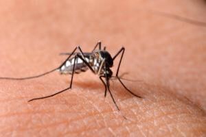 mosquito-300x199