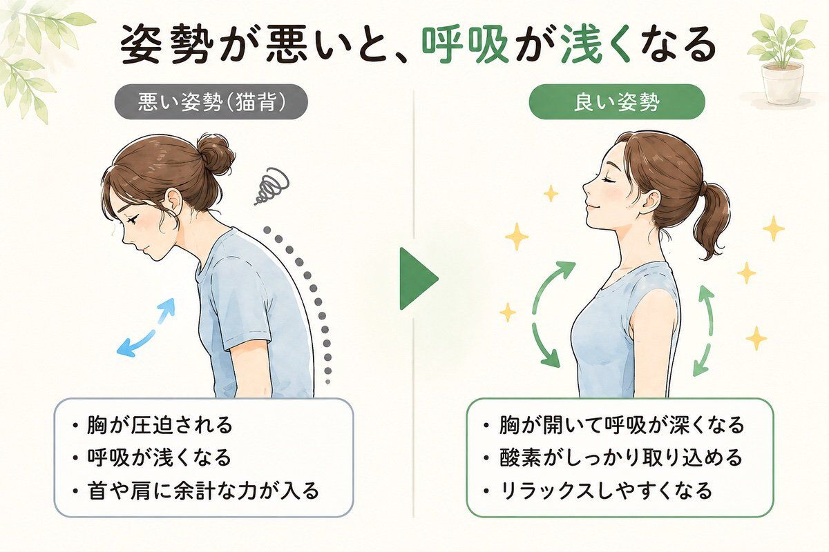 姿勢が悪いと、呼吸が浅くなる 悪い姿勢（猫背）と良い姿勢の呼吸の違い比較