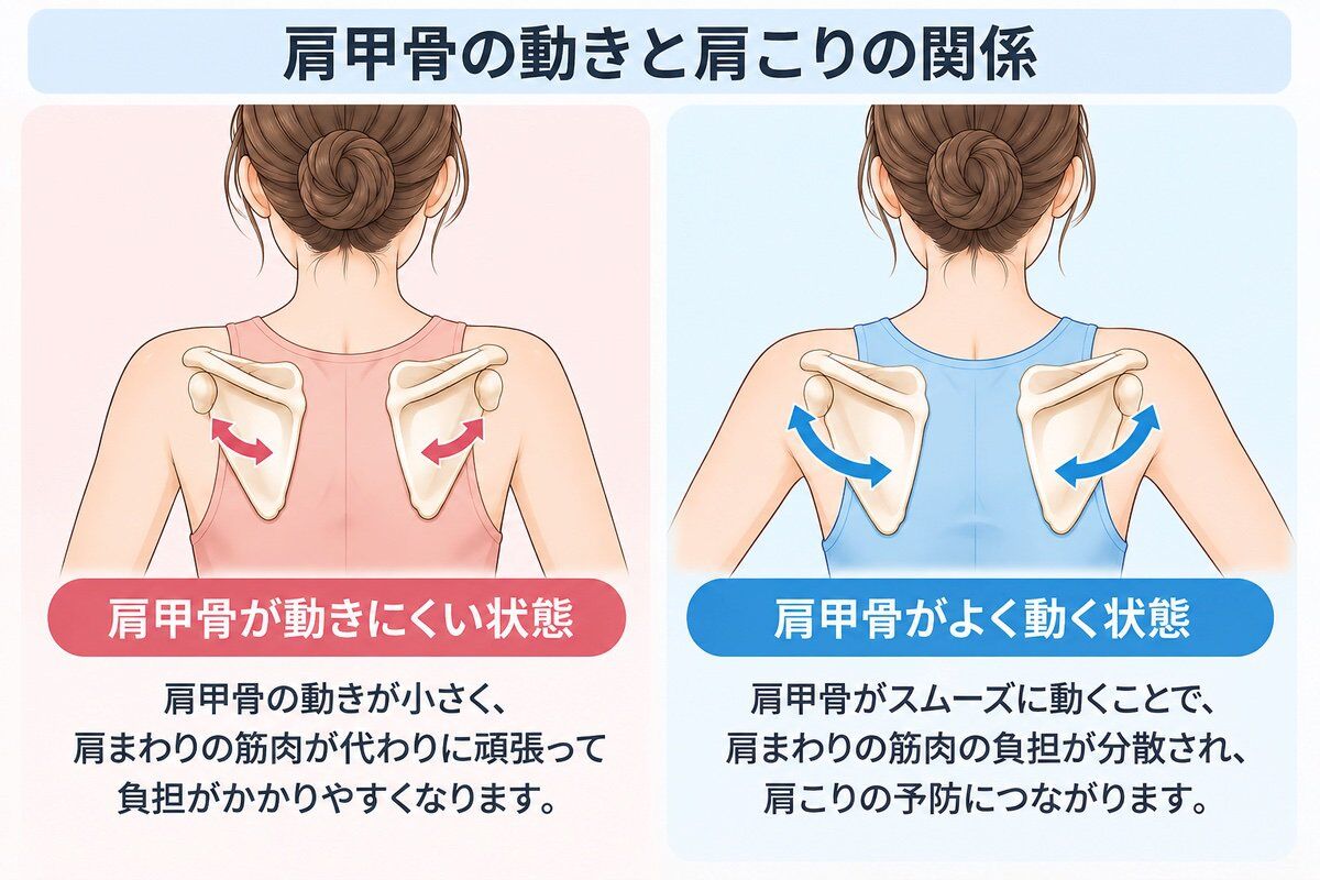 呼吸の深さと肩まわりの筋肉の関係（浅い呼吸と深い呼吸の違いと肩こりへの影響）
