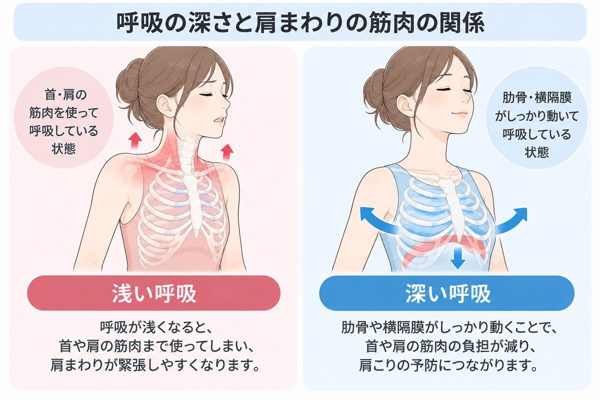 呼吸の深さと肩まわりの筋肉の関係（浅い呼吸と深い呼吸の違いと肩こりへの影響）